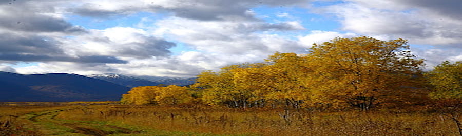 Climate Resilience: Think and Act like a Forest Garden