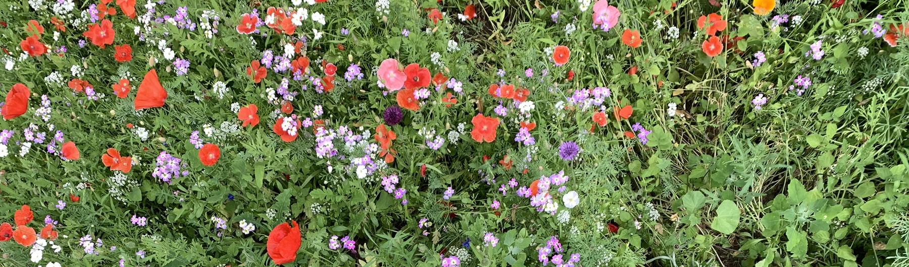 Still Walking Summer 2019